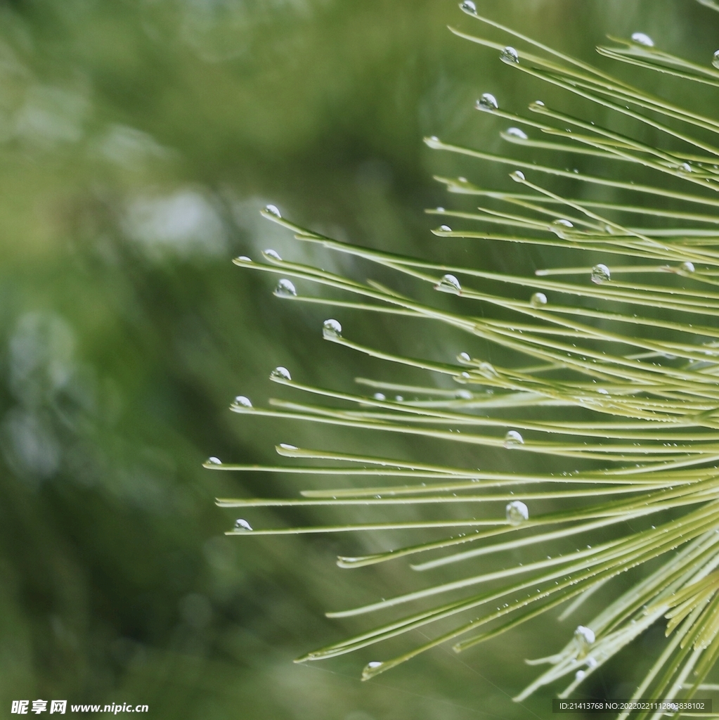 绿植绿叶植物 
