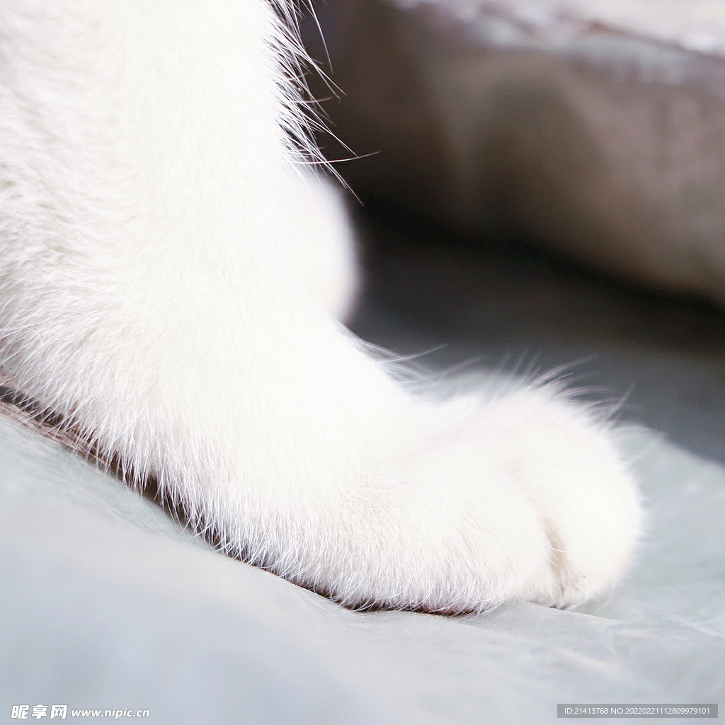 猫咪小猫 
