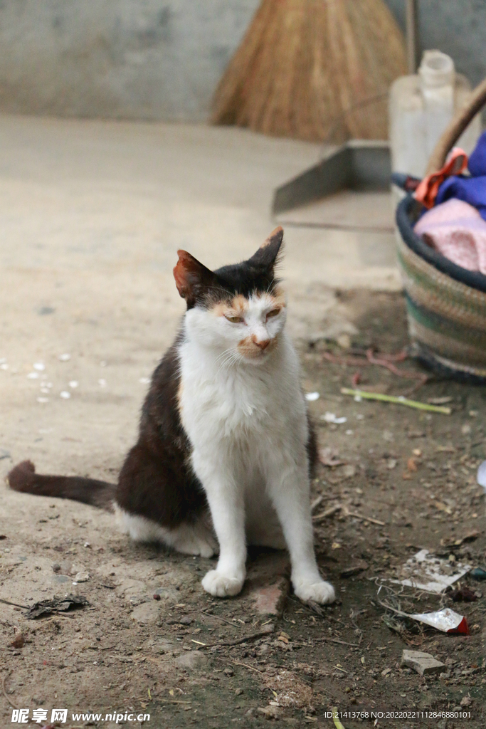 猫咪小猫 