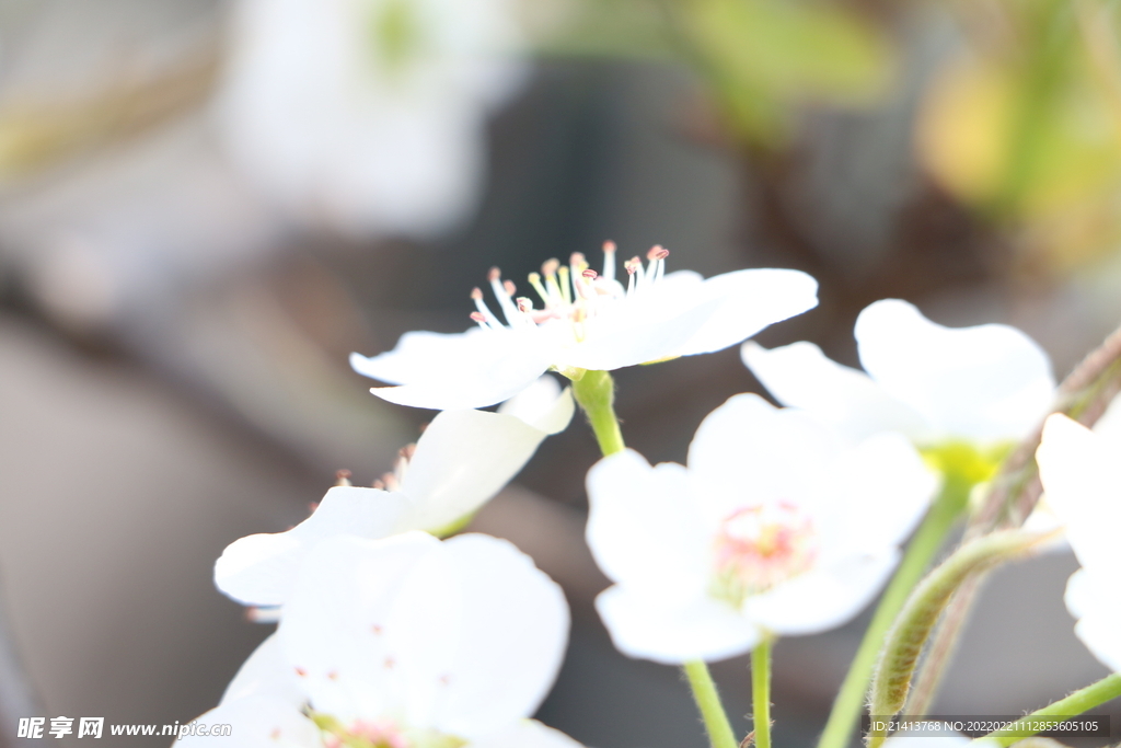 樱花花朵花卉