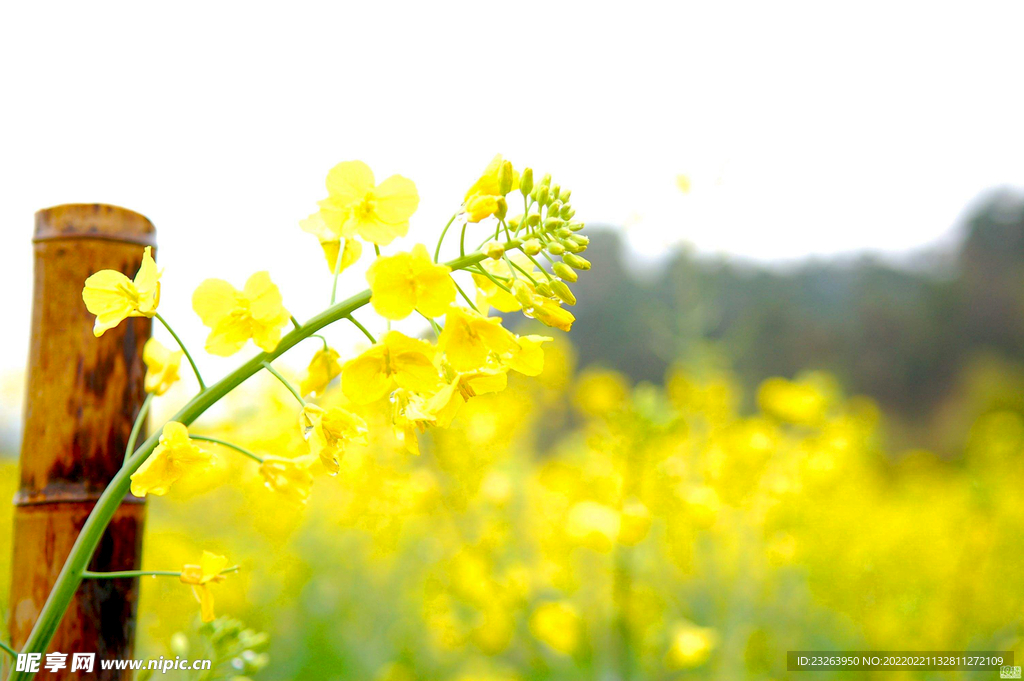 油菜花开