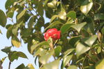 红玉山茶花