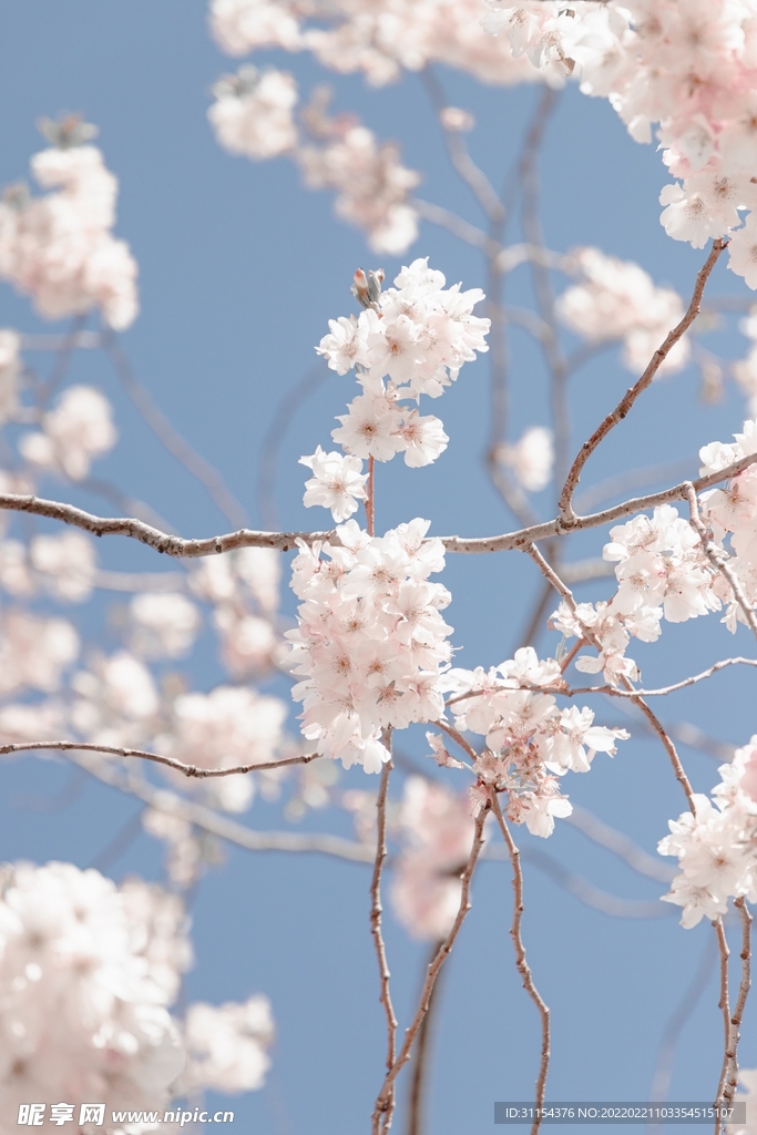 蓝天樱花