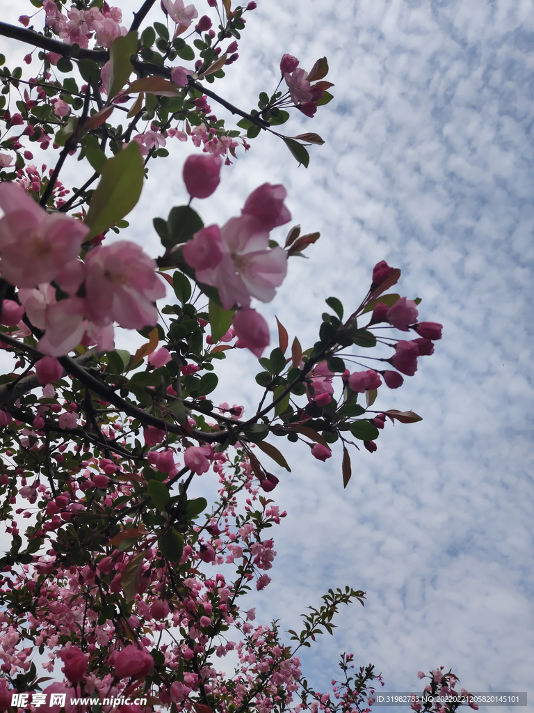 樱花