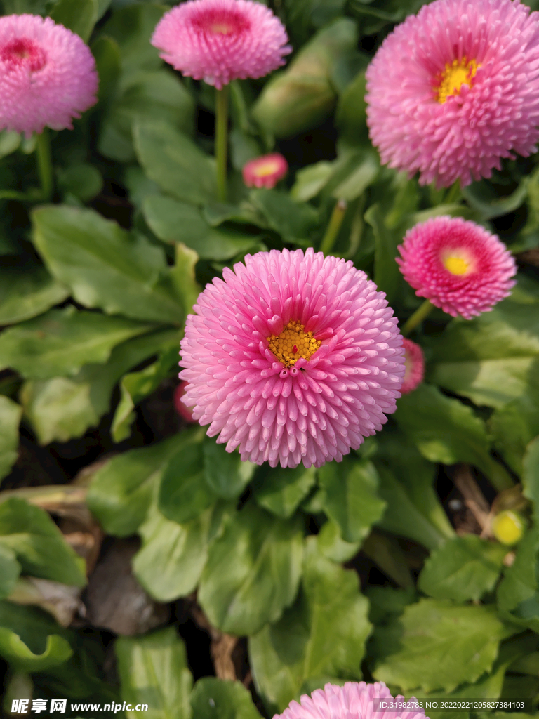 花