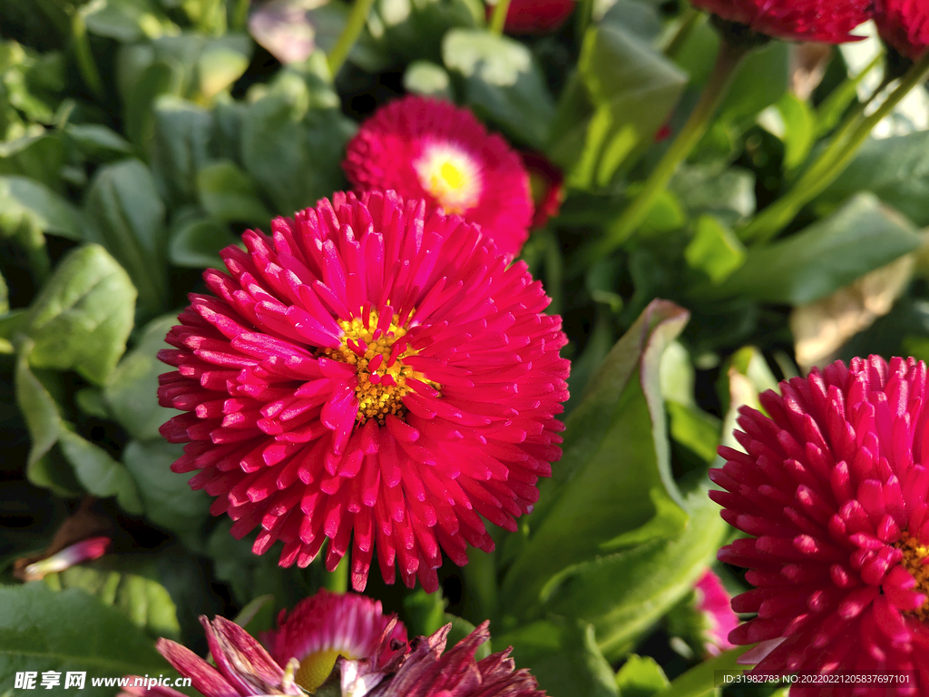 花