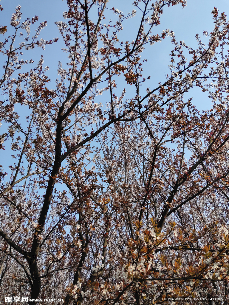 樱花