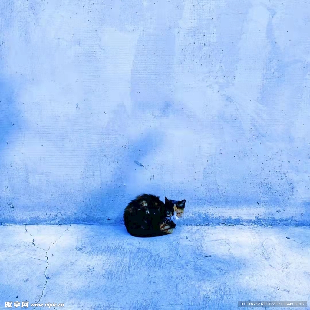 猫