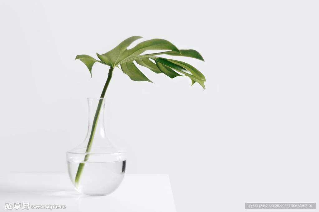 水中的植物