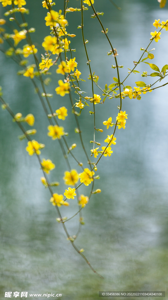 花下午花朵湖面
