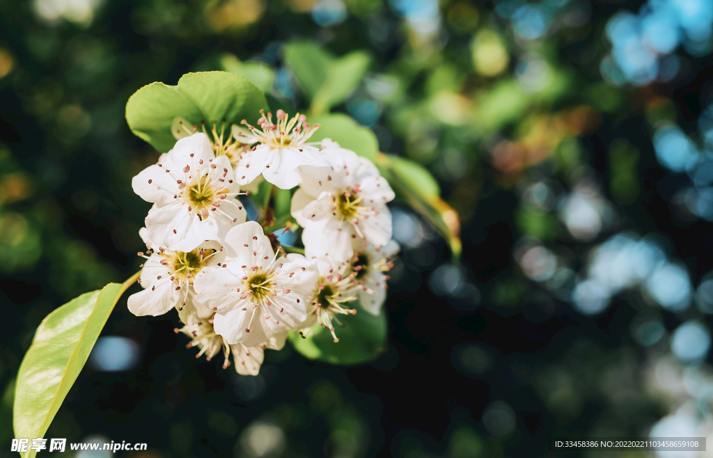 春天暖春梨花花卉赏花