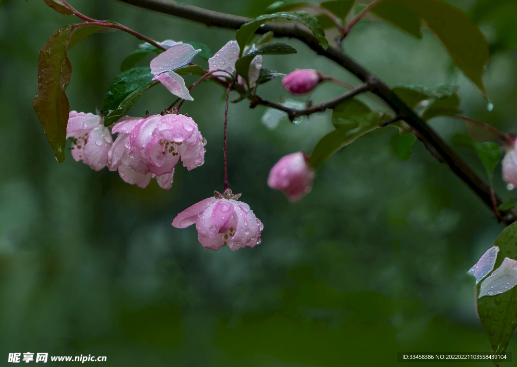 雨中海棠白天花雨