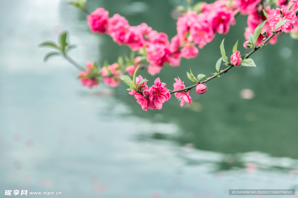 水边唯美桃花摄影图