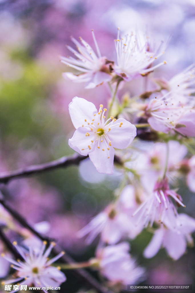 春天公园里面的鲜花特写