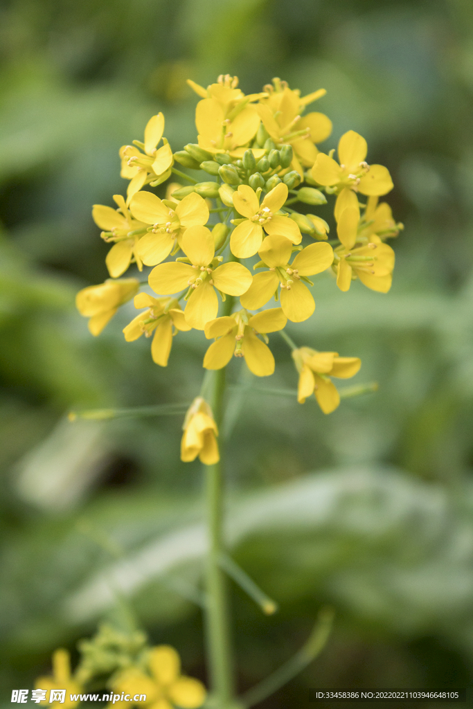 自然风光春天油菜花