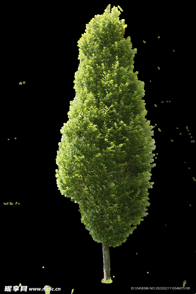 植物元素树木大树