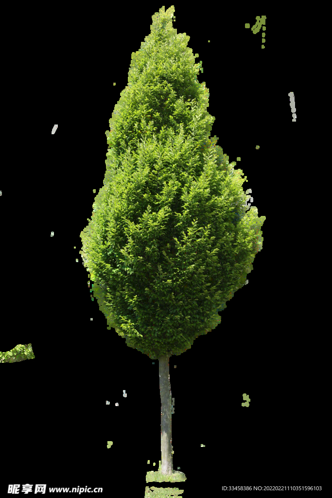 植物元素树木大树