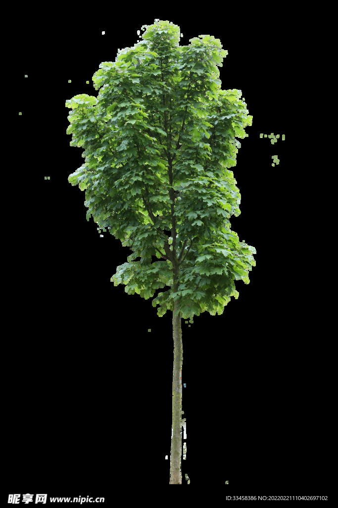 植物元素树木大树