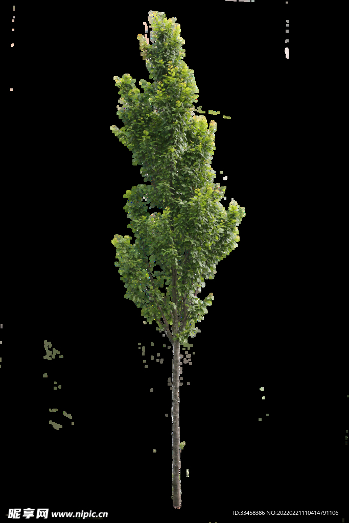 植物元素树木大树
