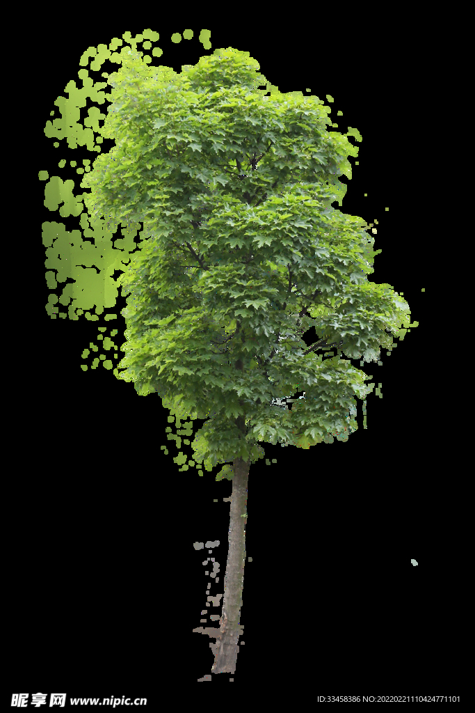 植物元素树木大树