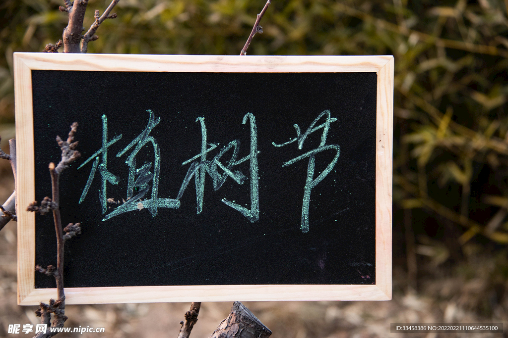 树苗发芽公益摄影