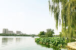 大明湖