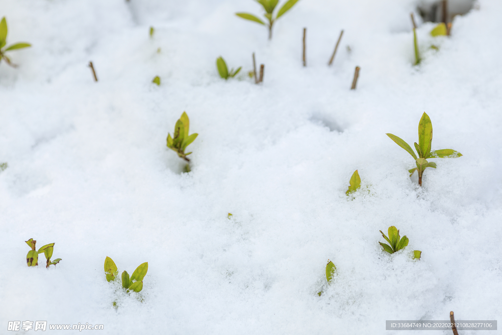 雪地上的绿叶 早春