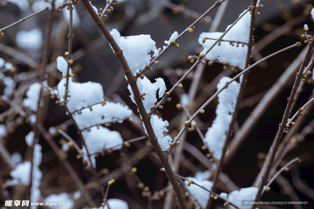 寒冬里的雪景