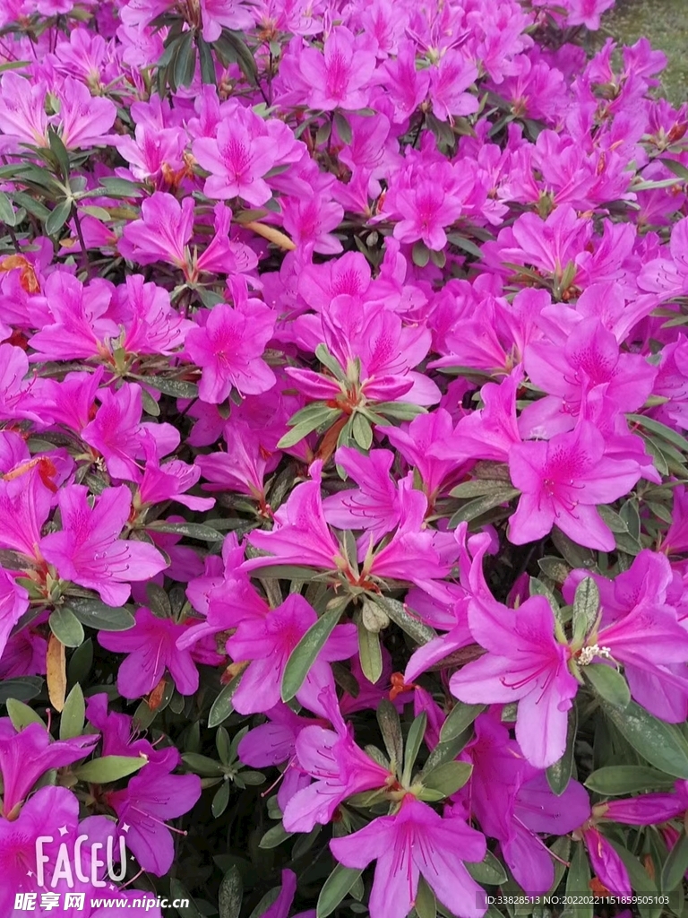 夏花