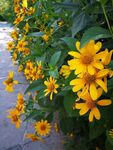小黄花