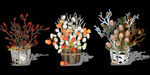 免扣花卉图片PNG