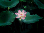 莲花 