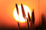 太阳 