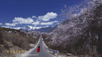 绿化路