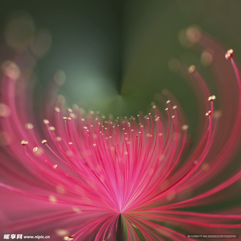 红花