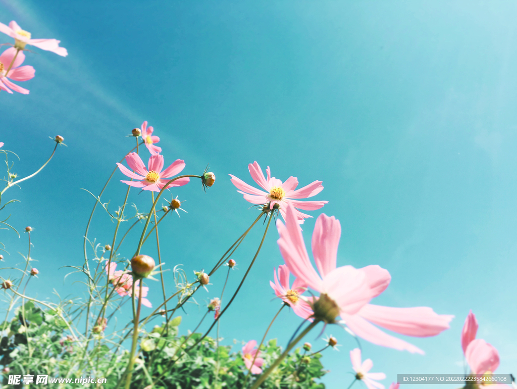 野菊花