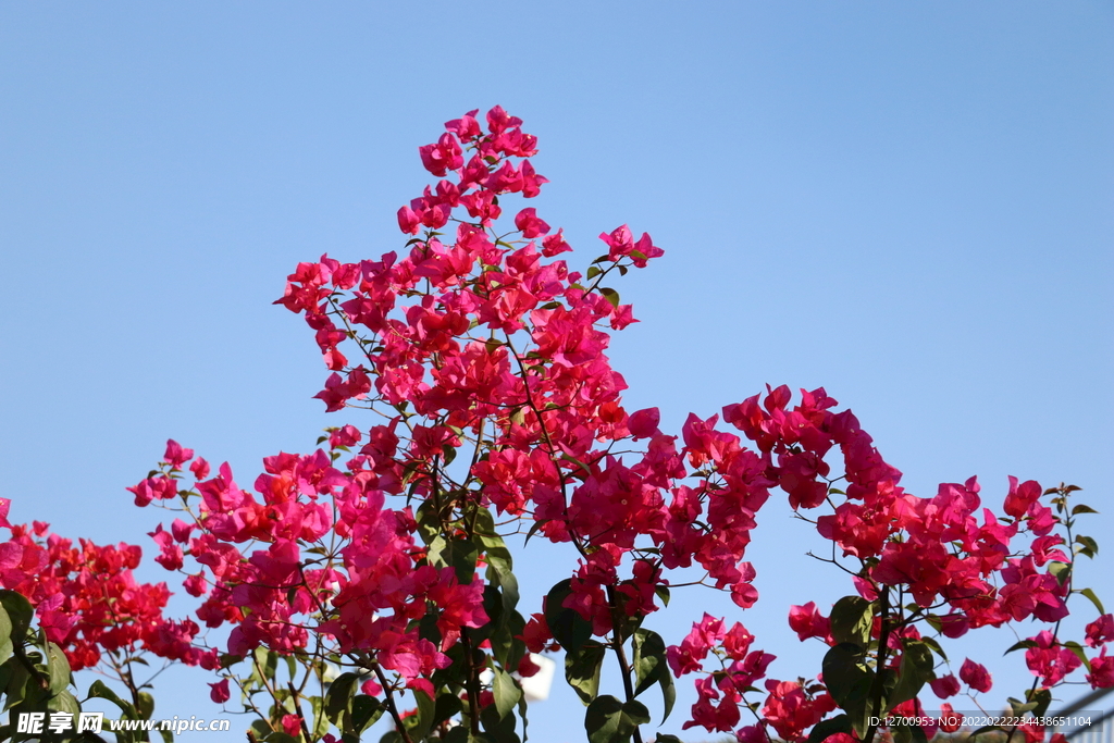 花