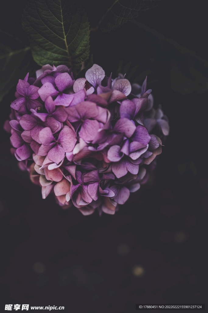 花卉