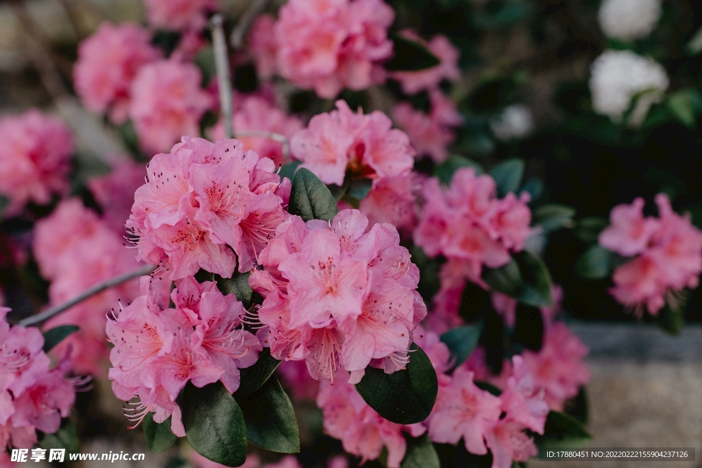花卉