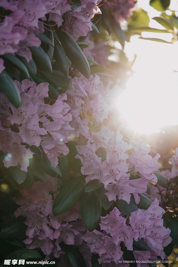 花卉