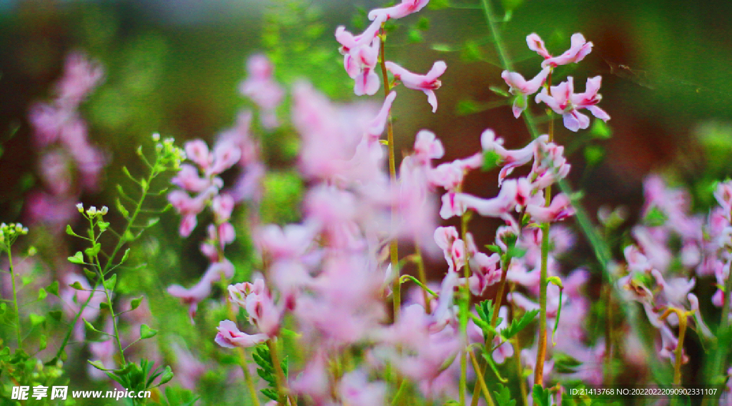 鲜花花朵花卉