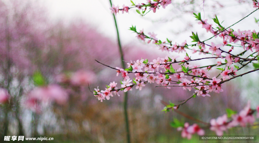 桃花花朵花卉 