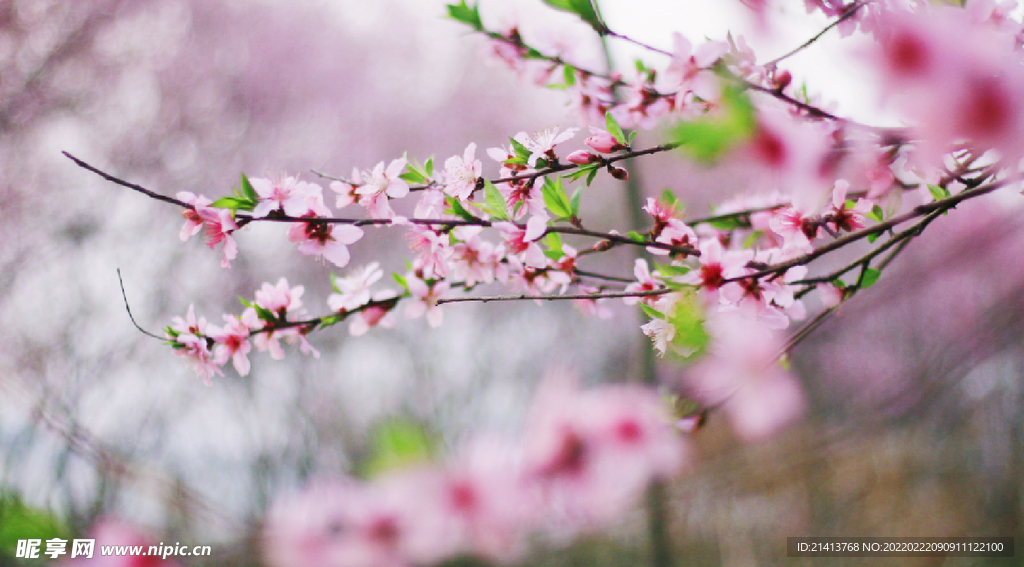 桃花花朵花卉 