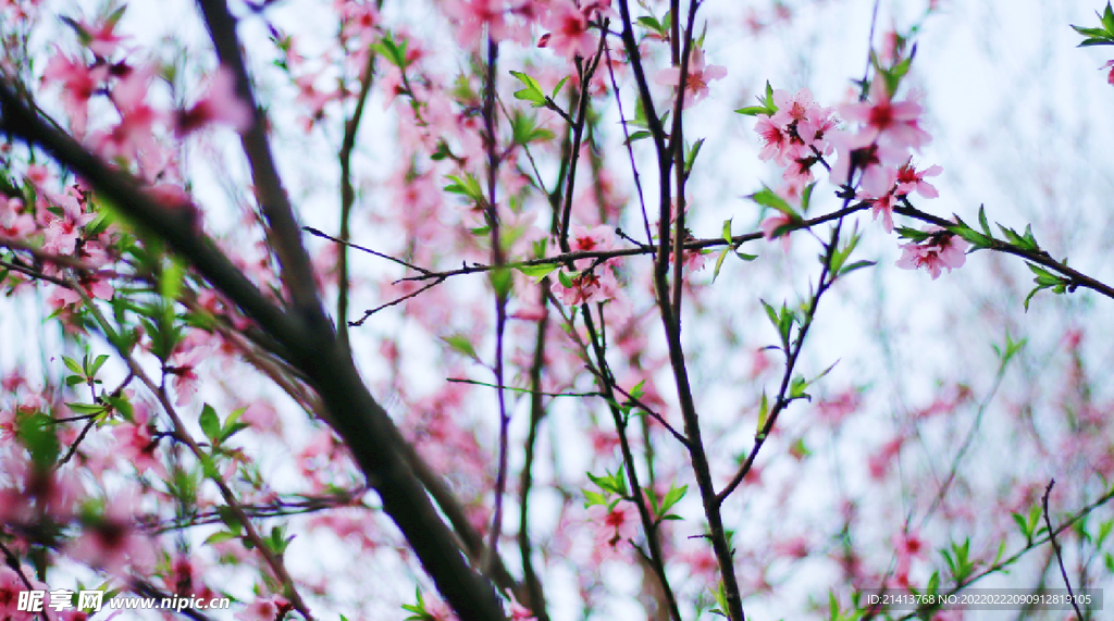 桃花花朵花卉