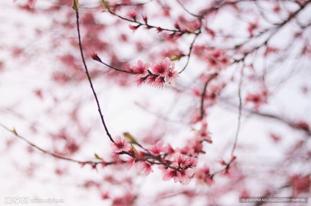 桃花花朵花卉 