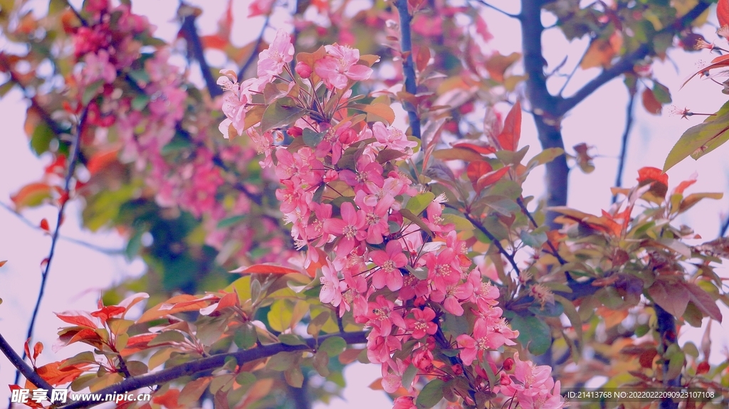 樱花花朵花卉 