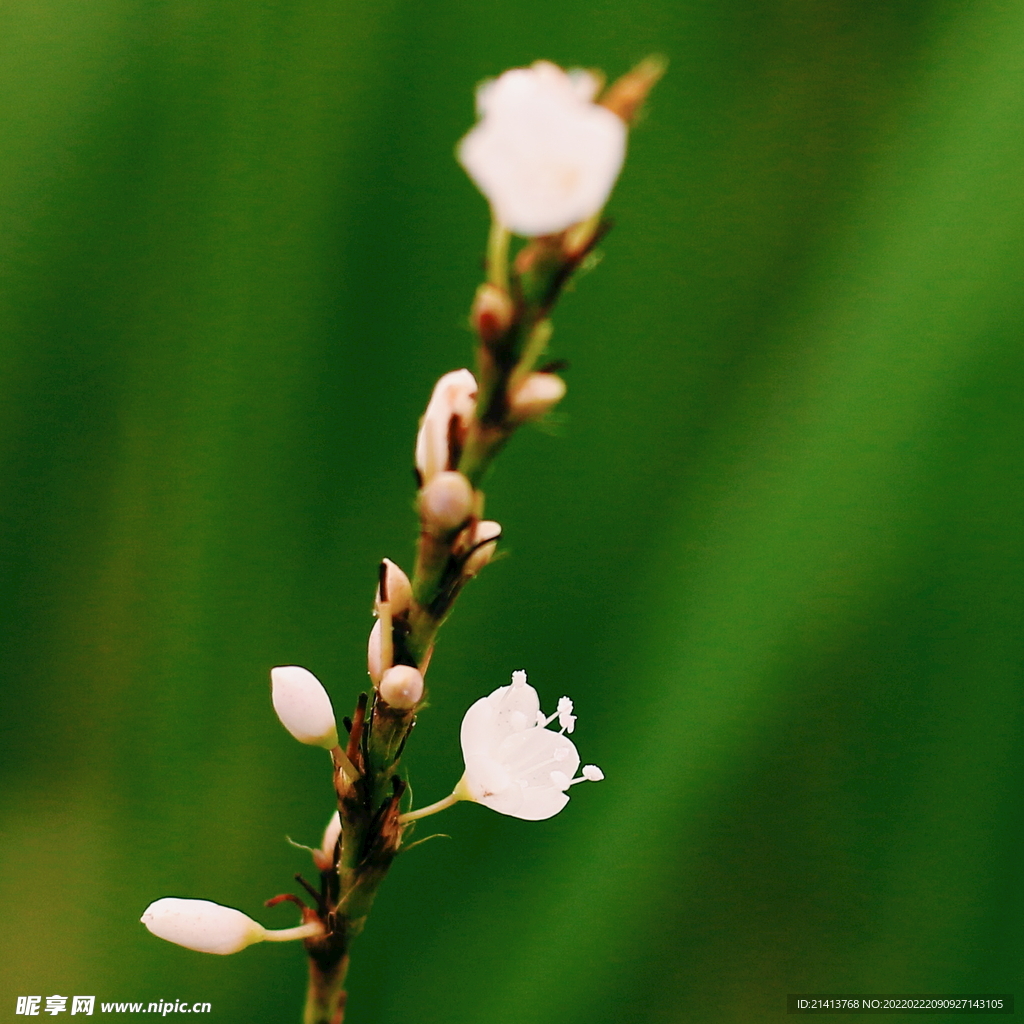 腊梅寒梅梅花 