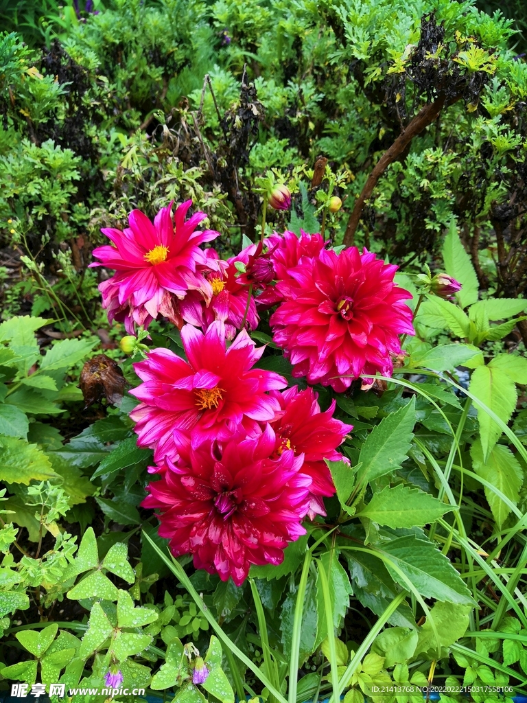 鲜花花朵花卉
