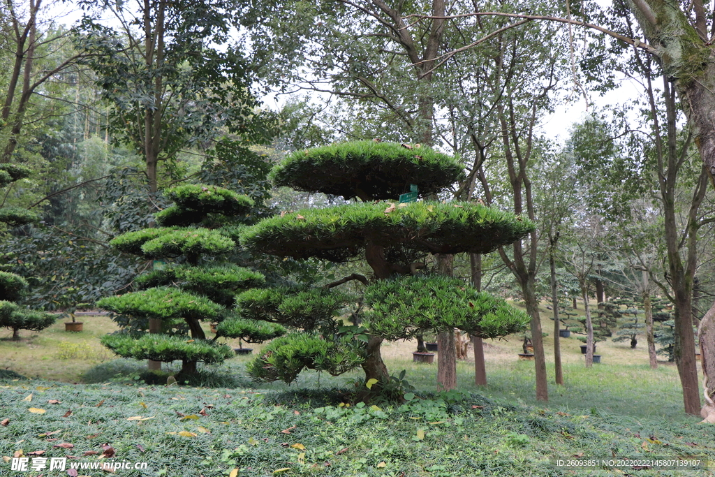 景观植物-罗汉松