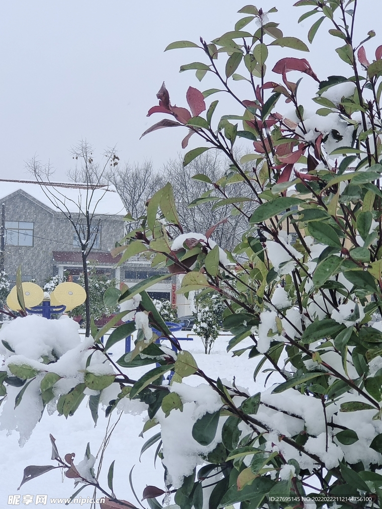 雪后小树